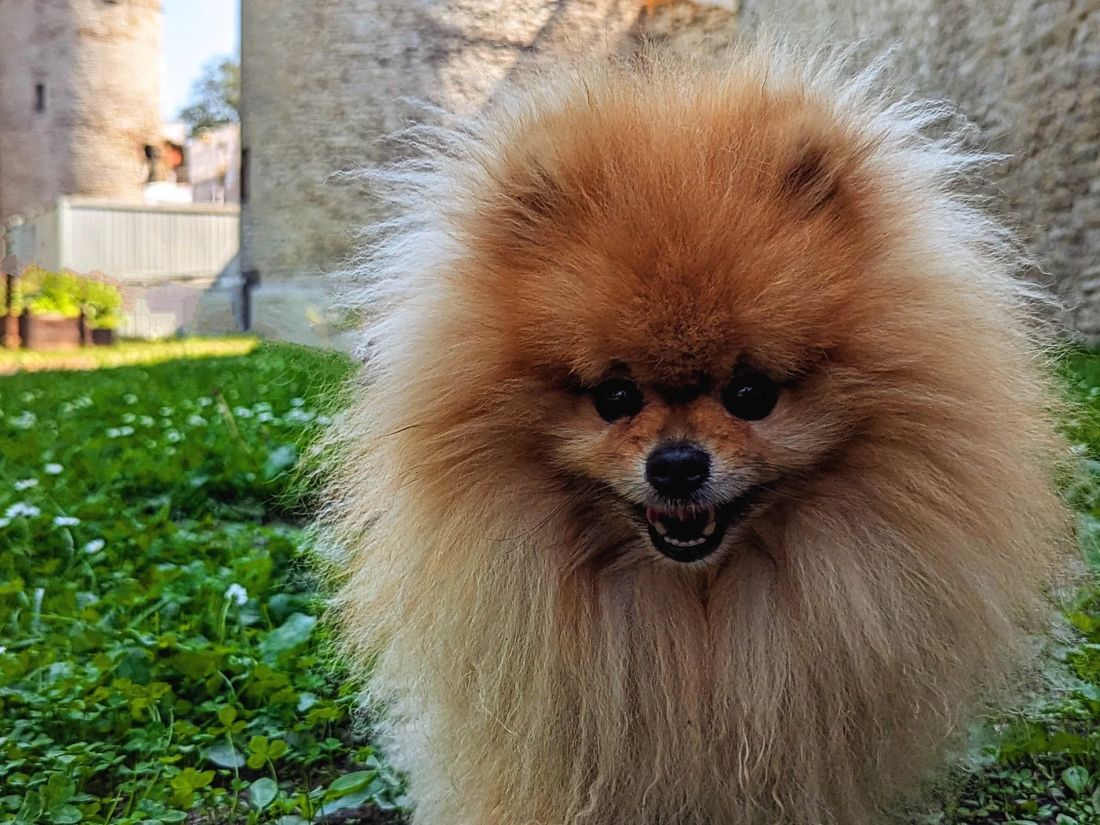Milou, a small fluffy Pomeranian, on the grass by Tallinn’s old town wall.
