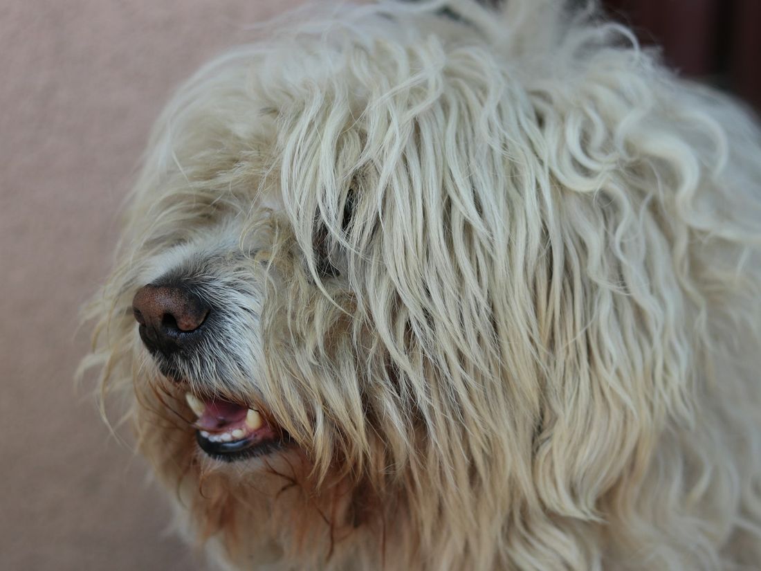 A shaggy white dog with its fur hanging over its eyes.